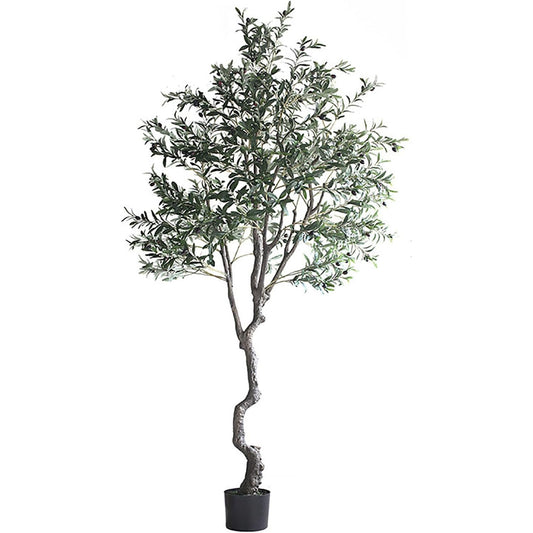 8' Olive Tree