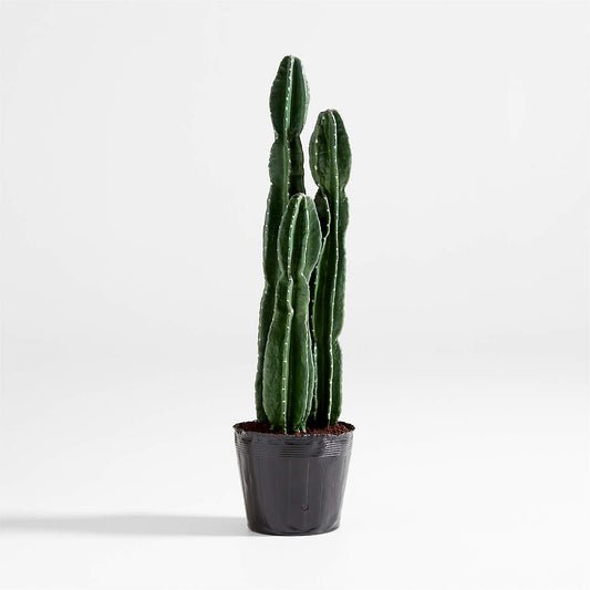 45" Cactus