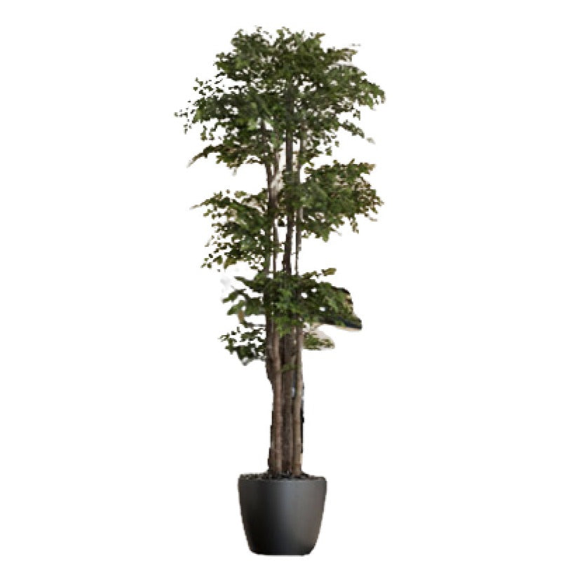 8' Ming Aralia Tree