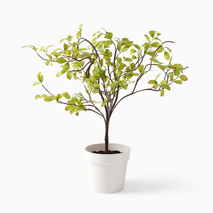 Bursera Bippinata(Red Tip)