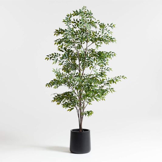 9' Ficus Benjamina Tree