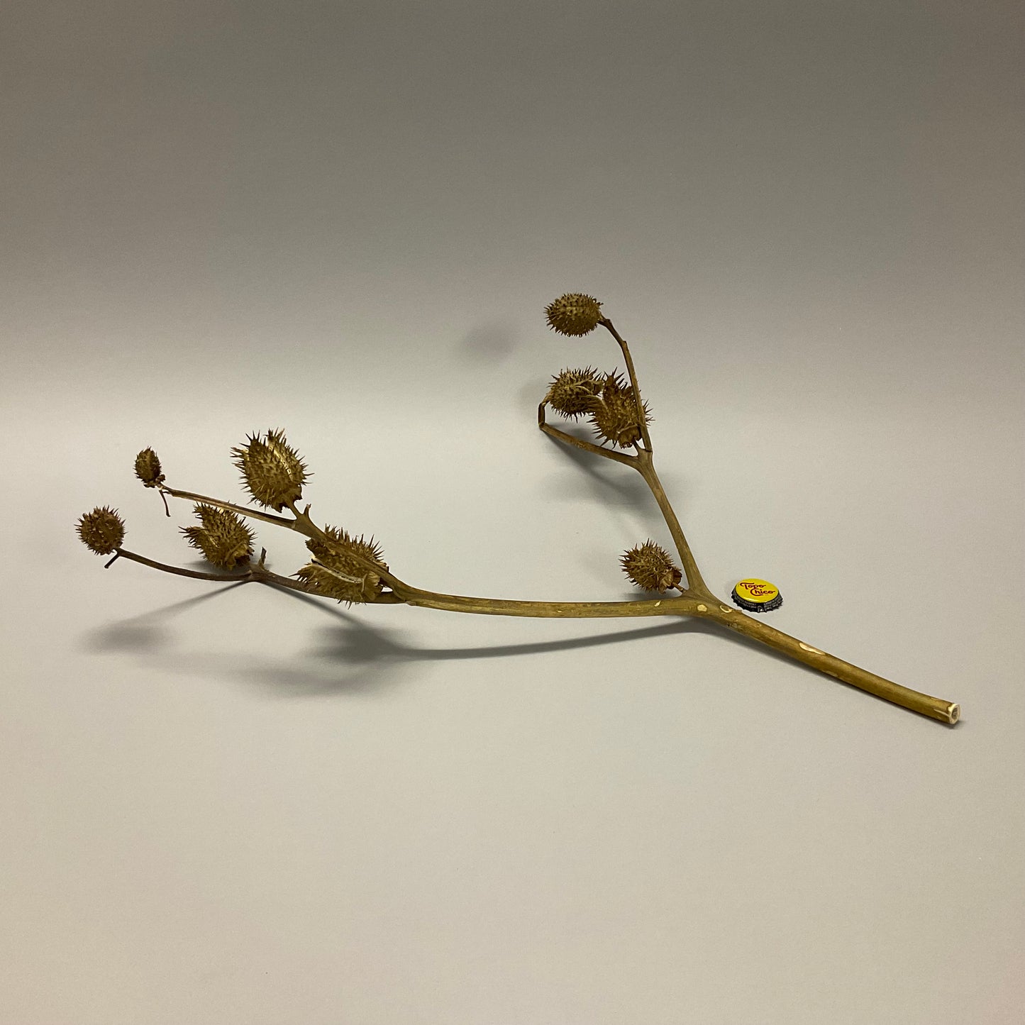 Dried Sticky Pod Branches