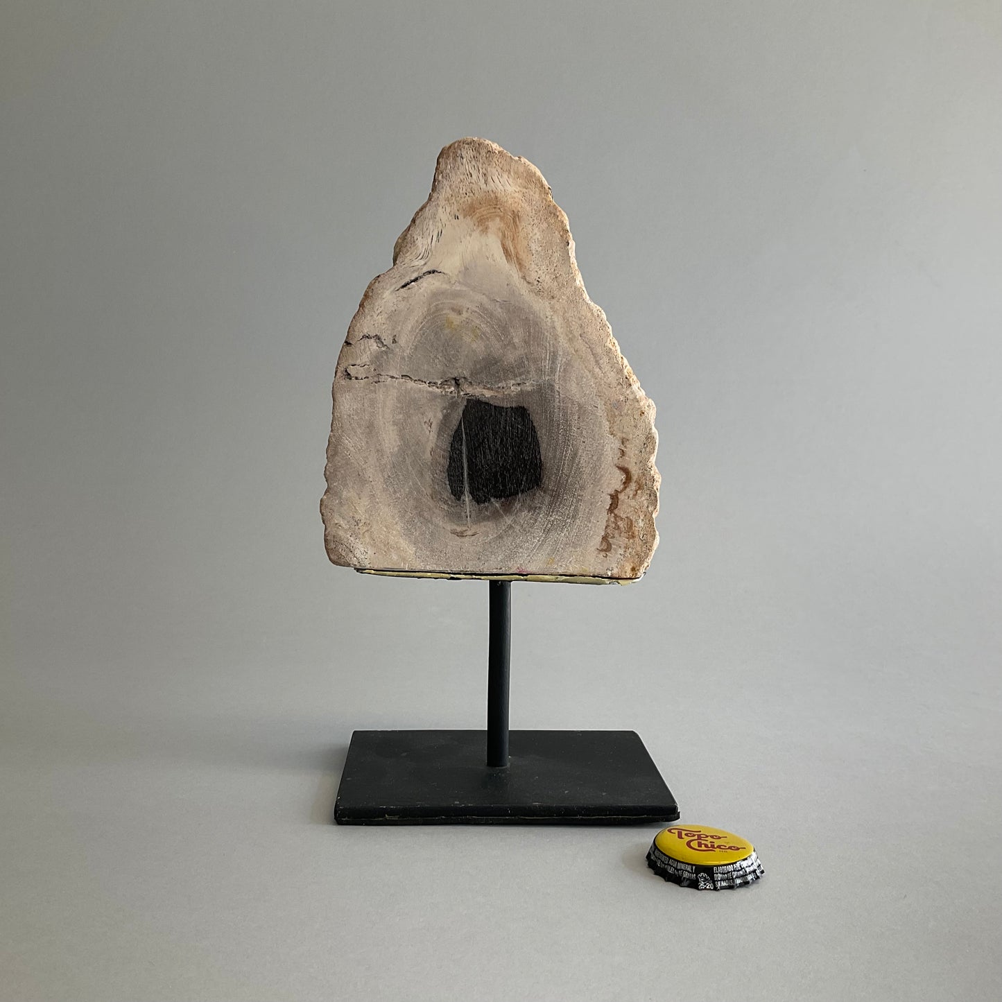 Petrified Wood on Stand