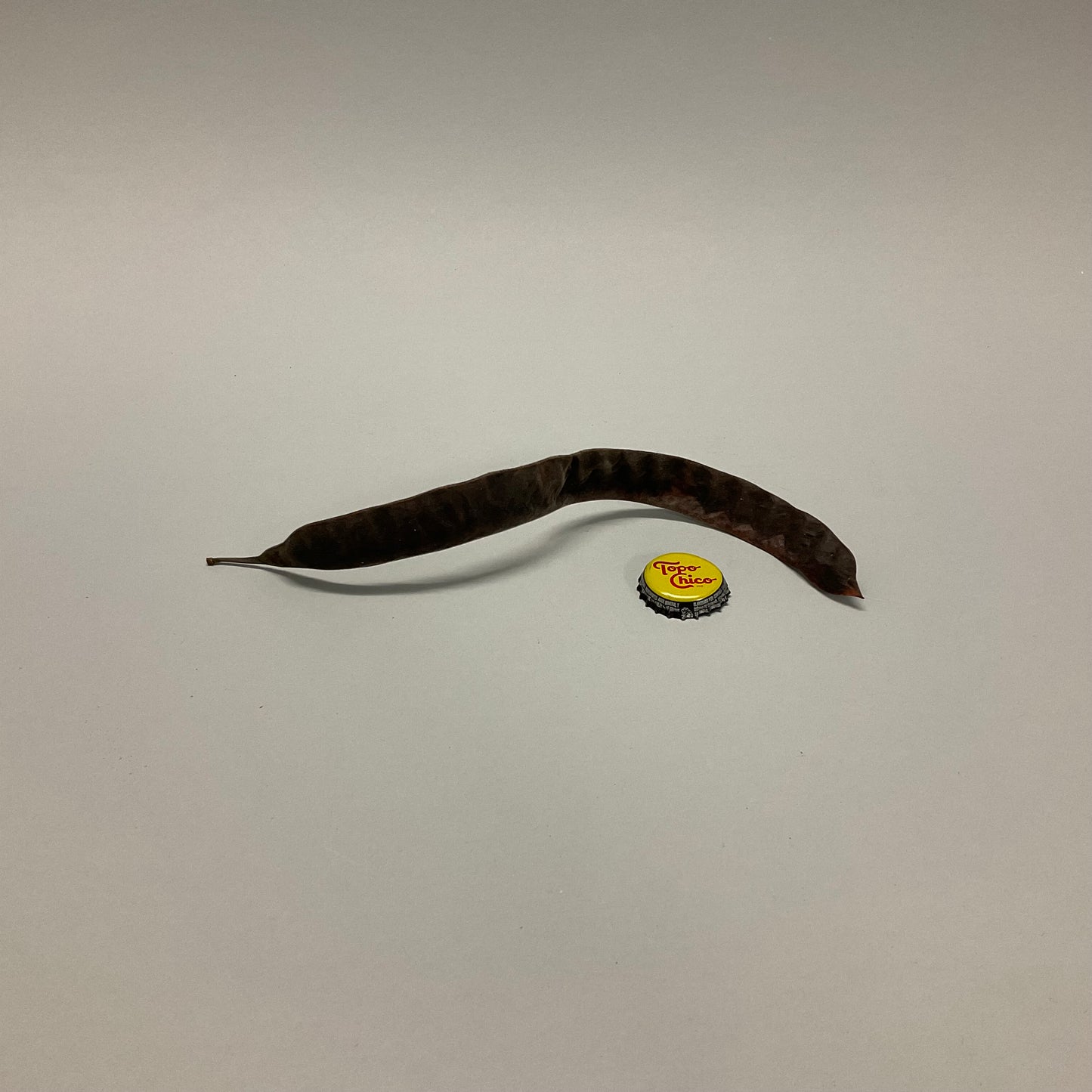 Black Velvet Bean Pods