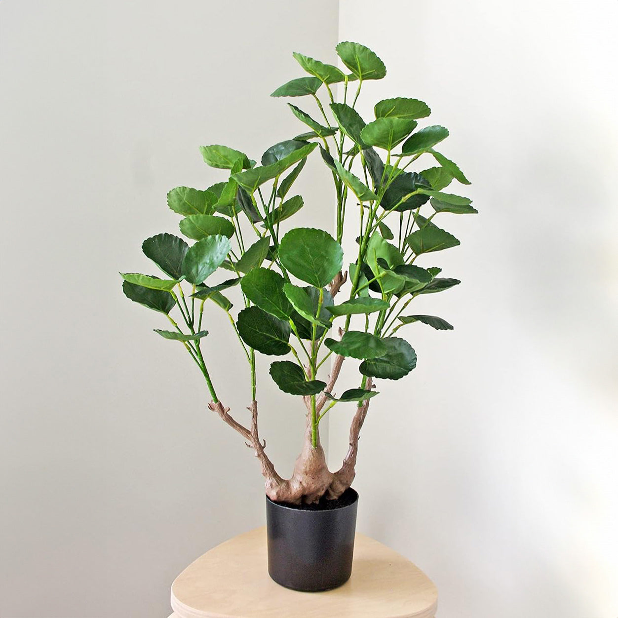 Fabian Aralia Plant – The Props Dept.