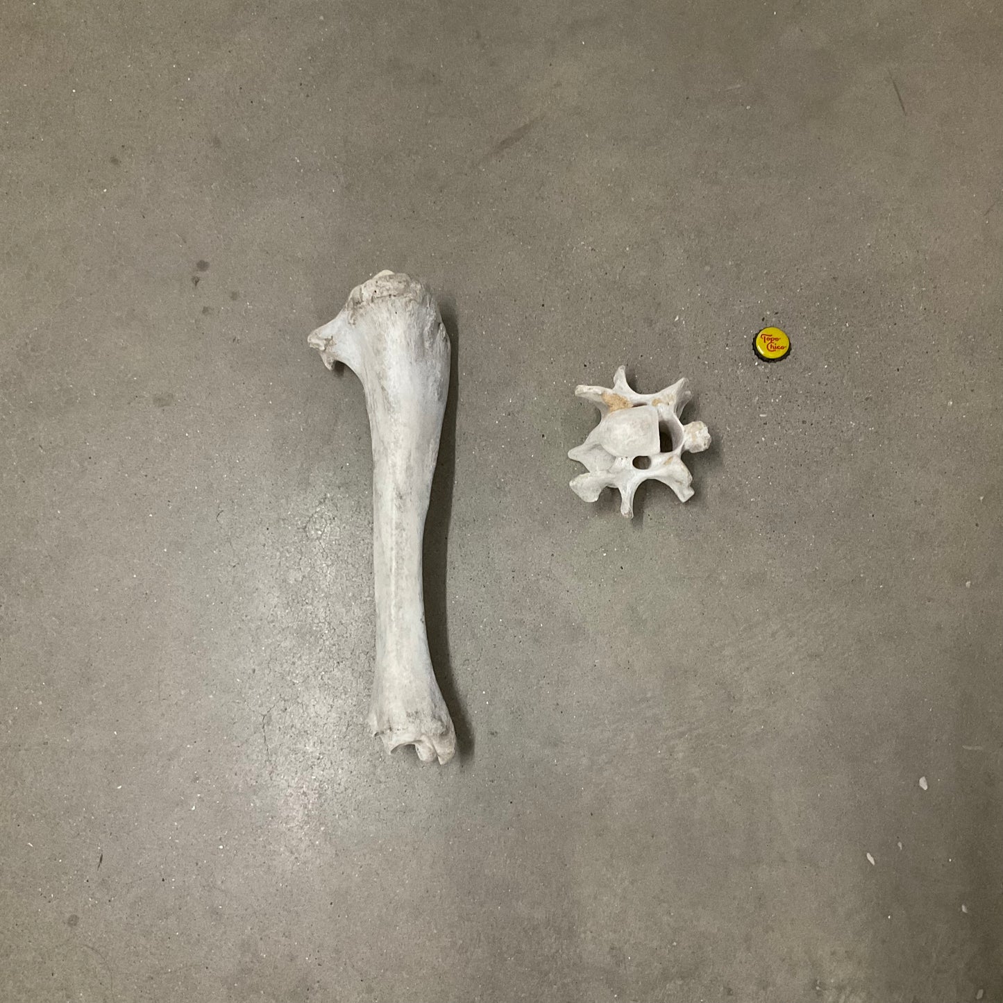 Bones