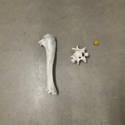 Bones