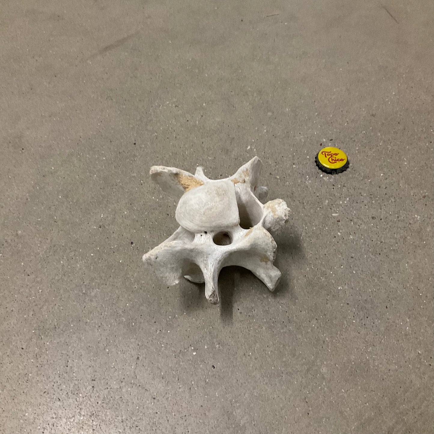 Bones