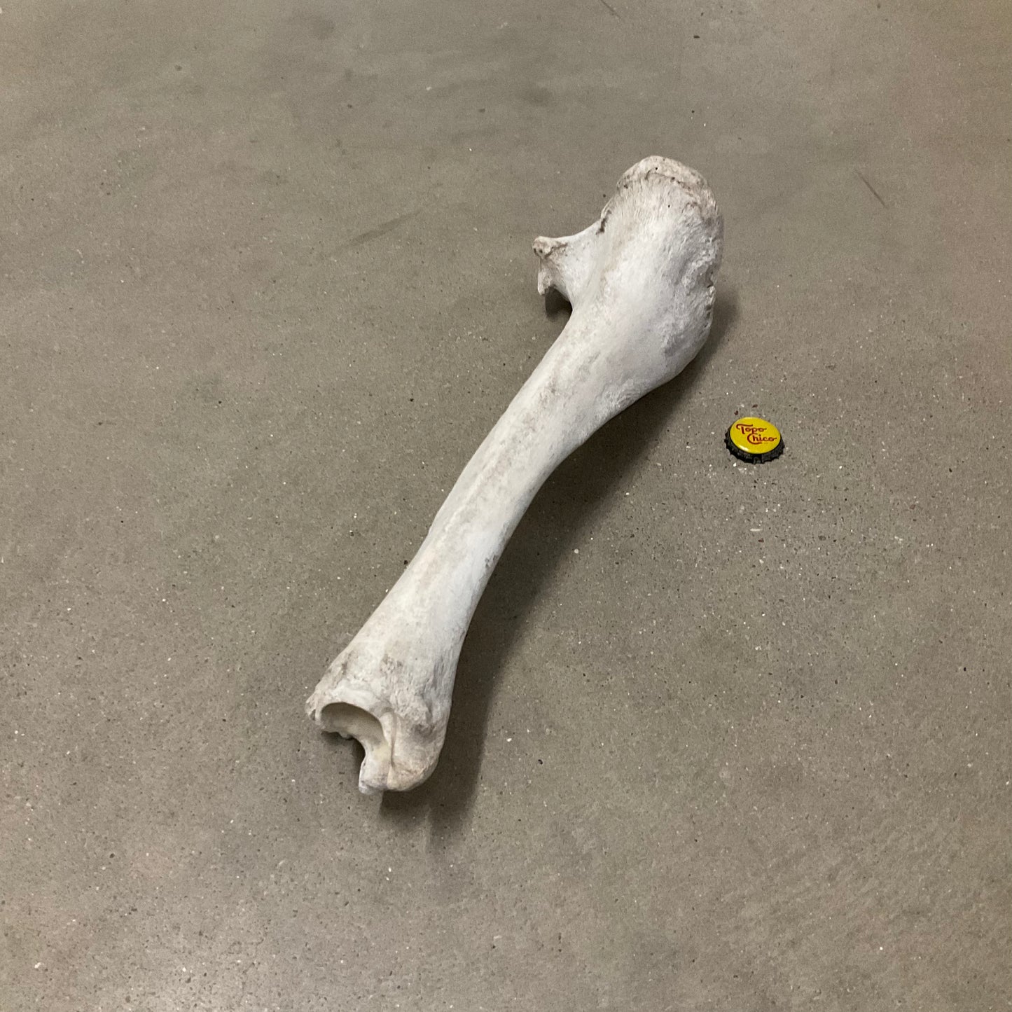 Bones