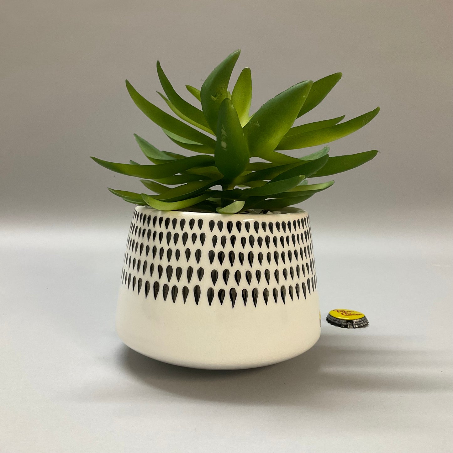 Decorative Potted Succulent
