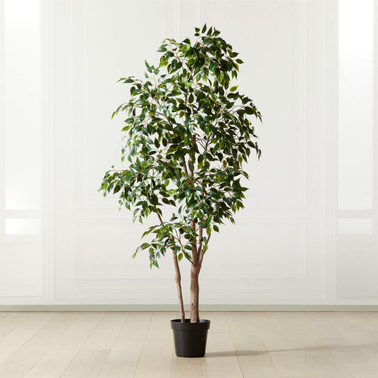 6' Ficus Benjamina Tree