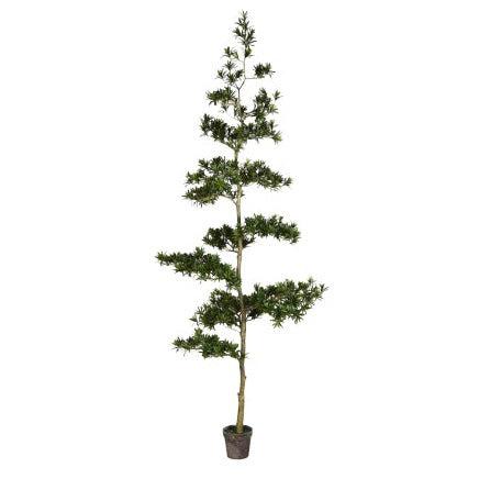 9' Podocarpus Tree