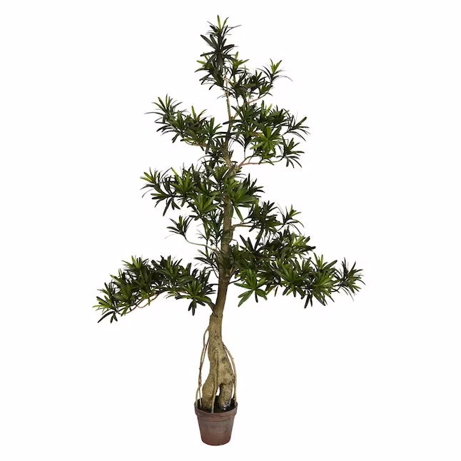 4' Podocarpus Tree