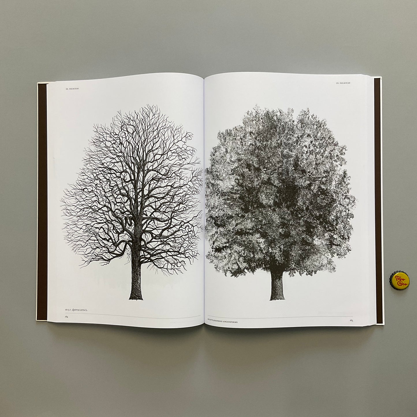 The Architecture of Trees Book