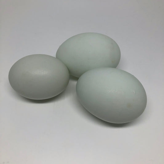 Blue Chicken Eggs