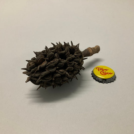 Dried Tree Seeds