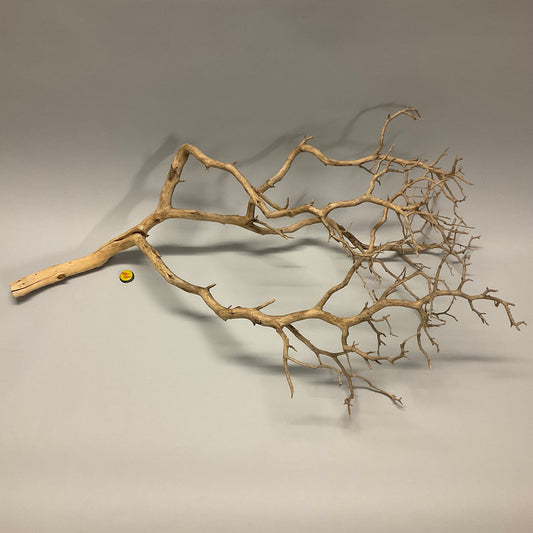 Manzanita Branch