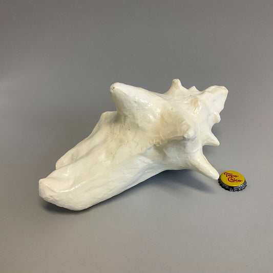 Seashell