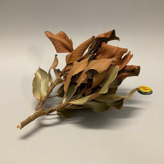 Dried Leaves