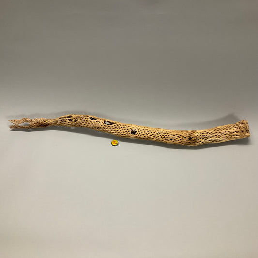 Cholla Wood