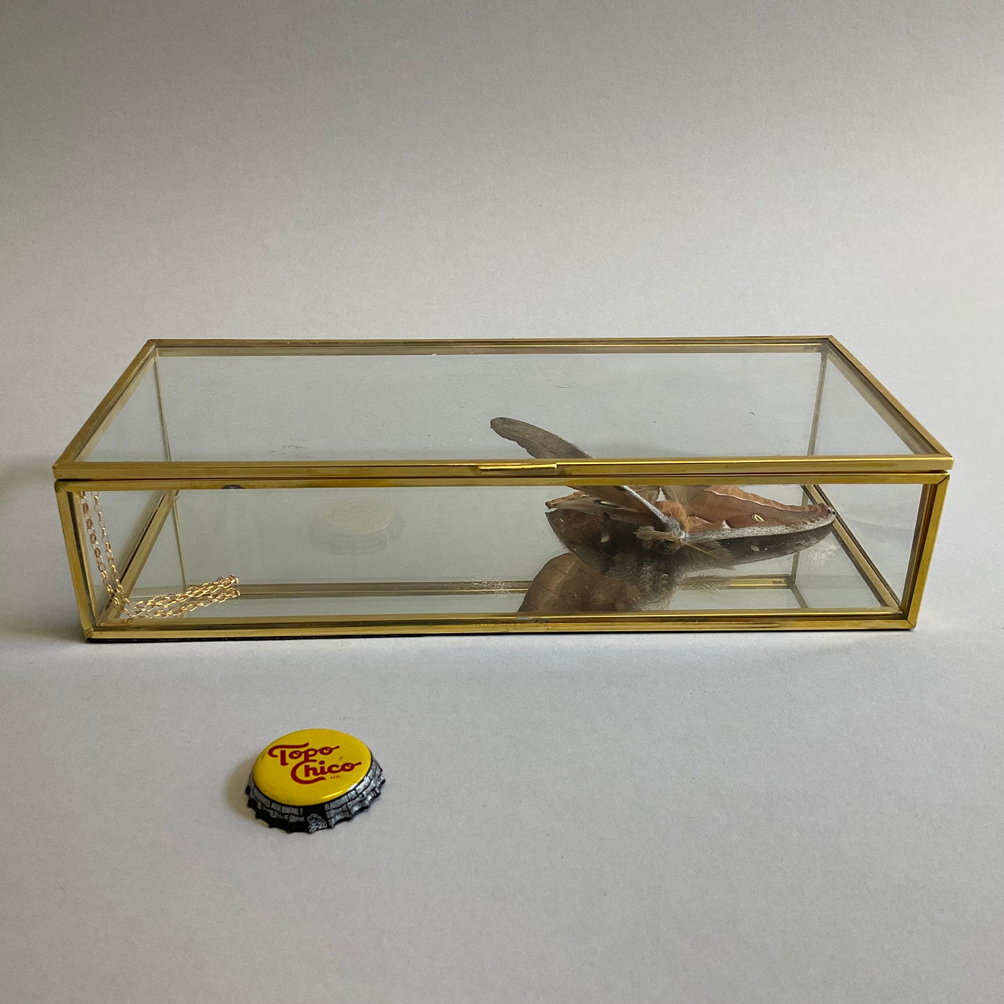 Glass Box with Moth